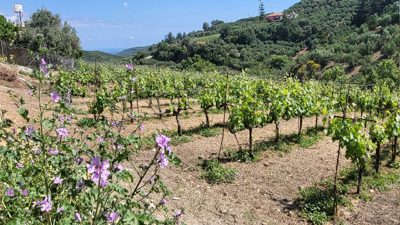 Olivolja, berg och vin